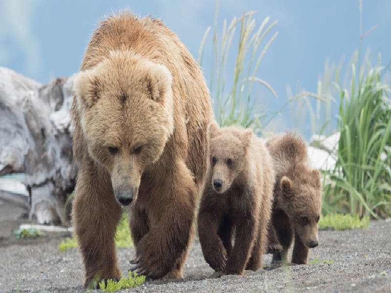 阿静试管婴儿，pgs 费用